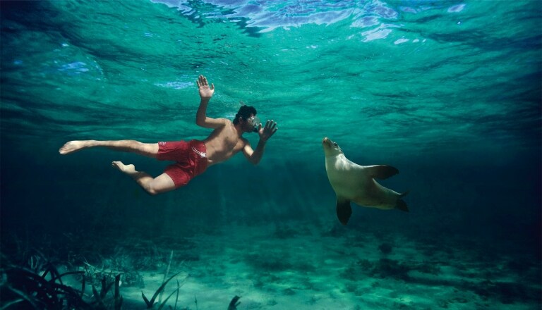 南オーストラリア州、ベアード・ベイでアシカと泳ぐ © Caroline Fisher
