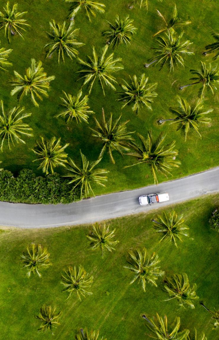 Aerial of car driving through palm trees in Tropical North Queensland © Tourism and Events Queensland / Sean Scott.