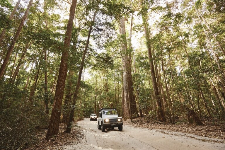 クイーンズランド州、フレーザー島（Fraser Island）雨林 © Tourism and Events Queensland