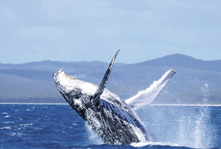 クイーンズランド州、ハービー・ベイ、ザトウクジラ © Tourism and Events Queensland