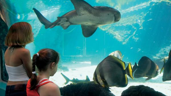 クイーンズランド州、タウンズビル、リーフHQ © Tourism and Events Queensland