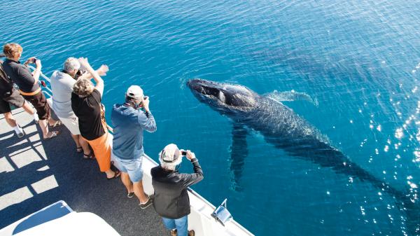 クイーンズランド州、ハービー・ベイ、ホエールウォッチング © Matthew Taylor, Tourism and Events Queensland