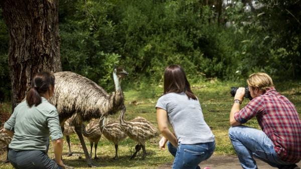 ビクトリア州、タワー・ヒル・ネイチャー・リザーブ、ウォーン・グンディジ