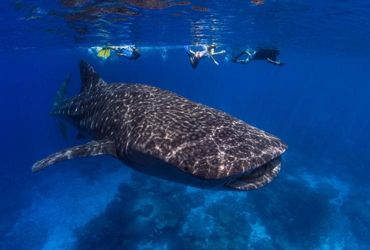 クリスマス島、ジンベエザメと泳ぐ © Tourism Australia