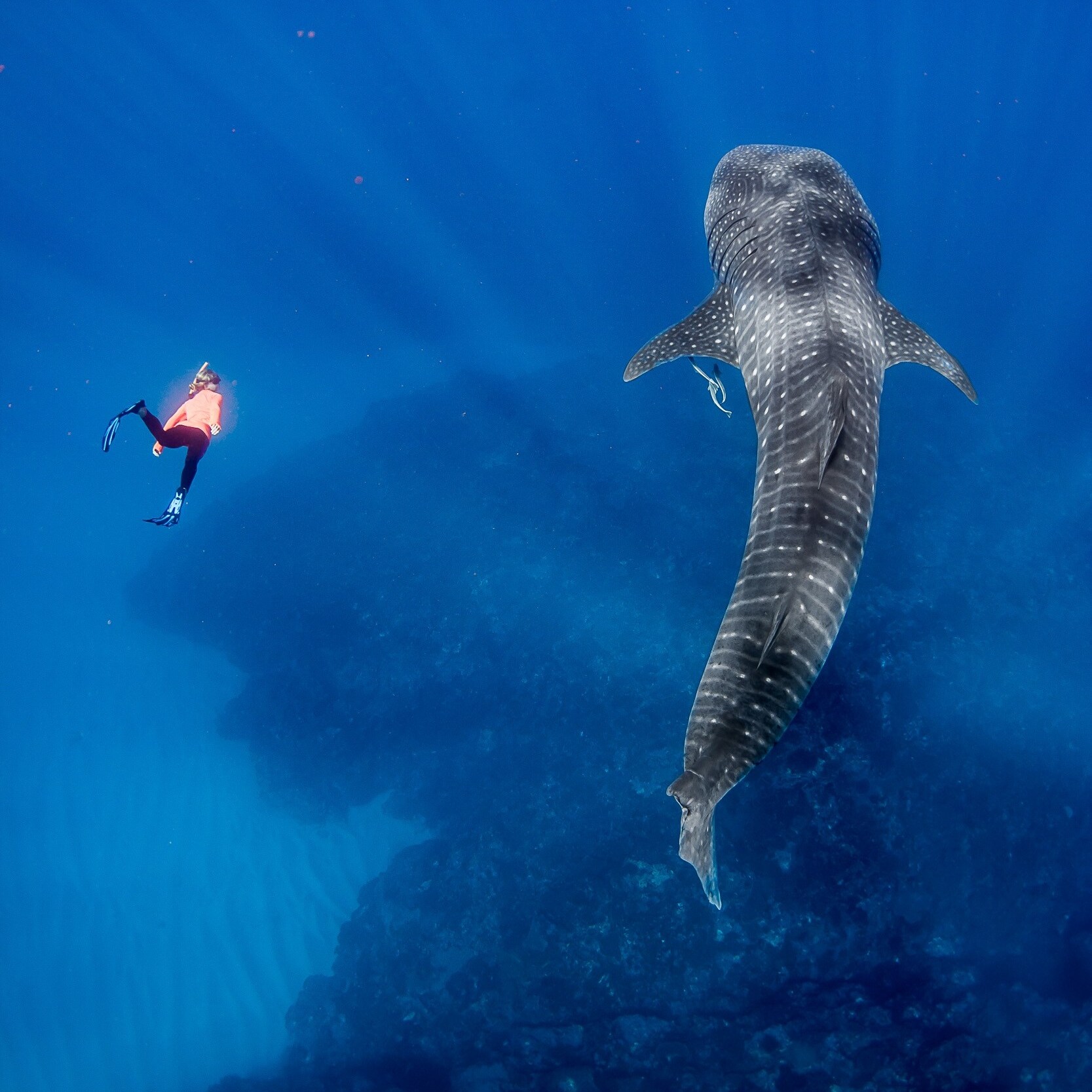 엑스머스 부근에서 고래 상어 옆에서 수영하고 있는 스노클러 © 크리스 젠슨(Chris Jansen) / 라이브 닝갈루
