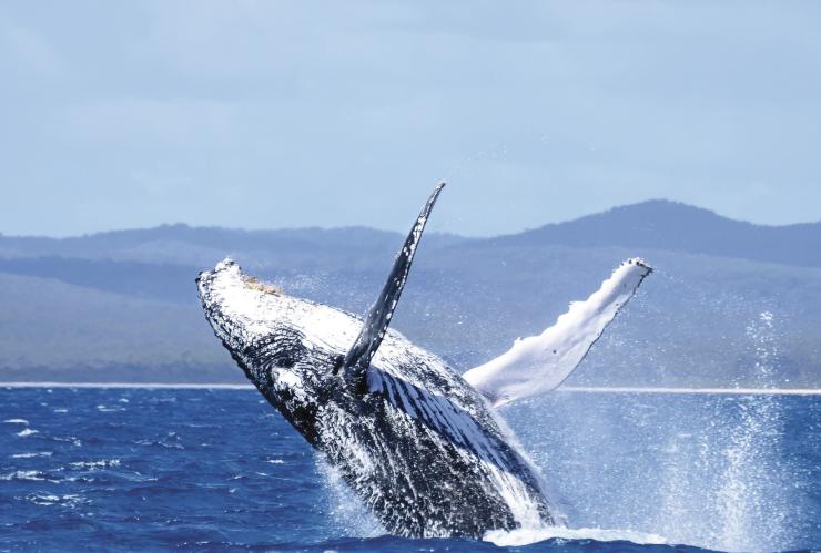 고래, 허비 베이, 퀸즐랜드 © JZ 포토그래피