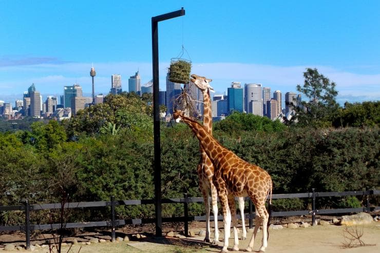 시드니 타롱가 동물원의 기린 © 호주정부관광청
