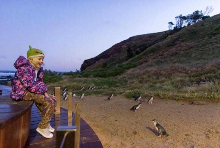 어린이가 펭귄 플러스 관찰 구역에 앉아 펭귄 퍼레이드를 구경하는 모습, 필립 아일랜드, 빅토리아 © 필립 아일랜드 자연공원