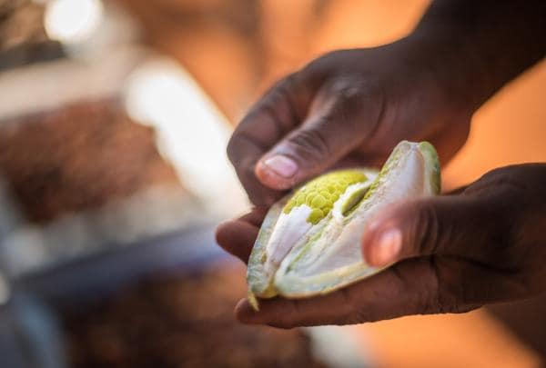 카케 원주민 문화 체험, 울루루-카타츄타 국립공원, 노던 테리토리 © 노던 테리토리 관광청/맷 글래스톤베리(Matt Glastonbury)