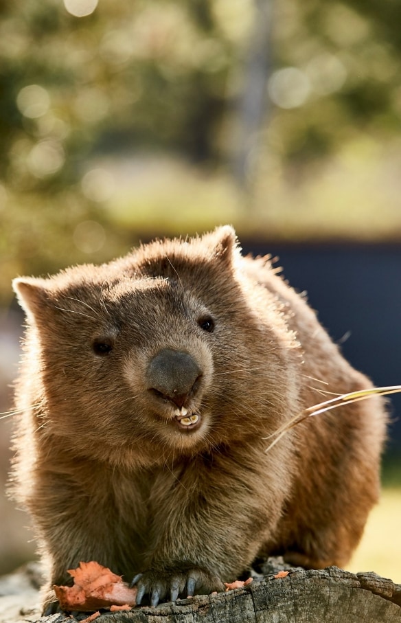남호주에 있는 애들레이드 동물원의 나무 캥거루 © 호주정부관광청