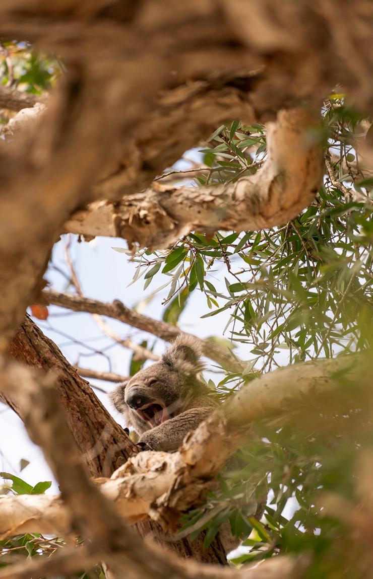 틸리게리 해비타트 보호구역, 타닐바 베이, 뉴사우스웨일즈 © 롭 멀랠리(Rob Mulally)