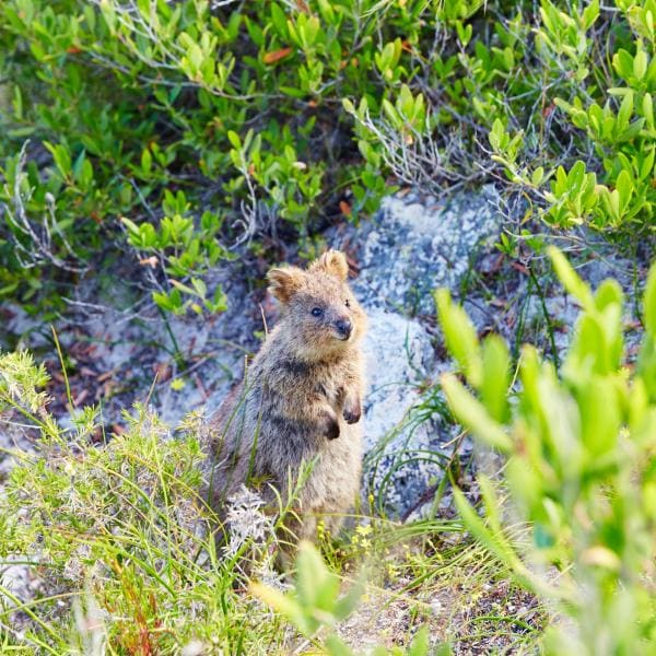 바닷가의 귀여운 쿼카, 로트네스트 아일랜드, 서호주 © Tourism WA
