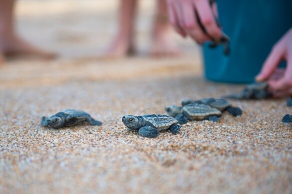 몬 레포 보호공원 해변에 방사된 새끼 거북 © 로렌 배스(Lauren Bath)