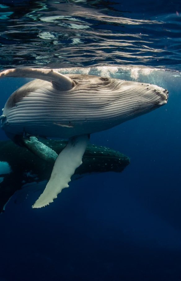 혹등 고래, 다이브 저비스 베이, 저비스 베이, 뉴사우스웨일스 © 다이브 저비스 베이