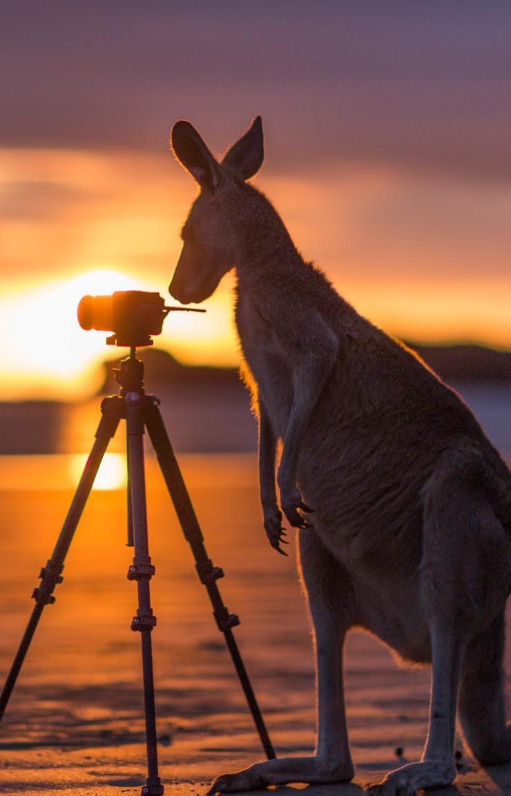 케이프 힐스버러 국립공원에서 카메라를 들여다보고 있는 캥거루 © 매트 글래스톤베리(Matt Glastonbury)/퀸즈랜드주 관광청