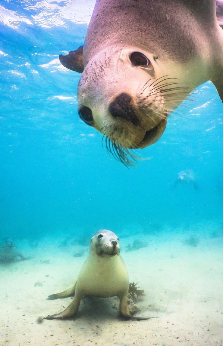 물 밑에서 카메라를 바라보는 바다사자 두 마리