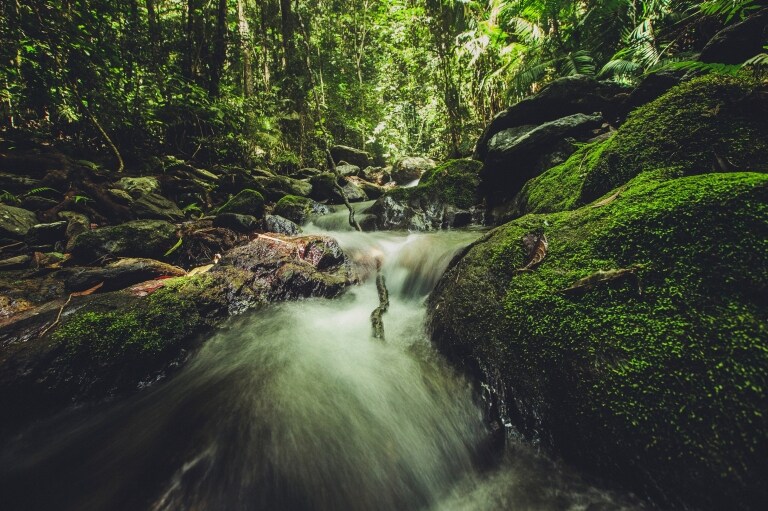 퀸즈랜드 데인트리 국립공원의 무성한 초록 열대우림에서 바위 사이로 흐르는 물 © 트로피칼 노스 퀸즈랜드 관광청