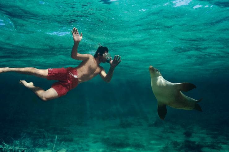 남호주 베어드 베이에서 바다사자와 함께 수영하기 © 캐롤라인 피셔(Caroline Fisher)