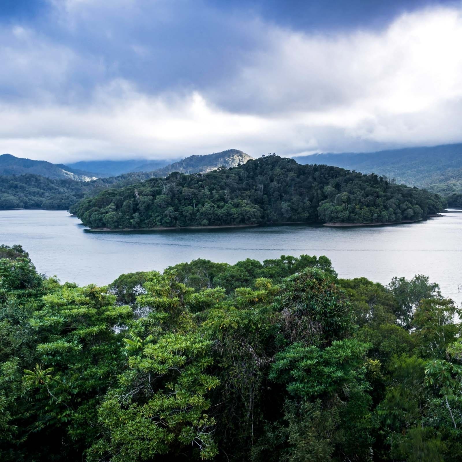 데인트리 열대우림, 케이프 트리뷸레이션, 퀸즈랜드 © 제임스 보딕카(James Vodicka)
