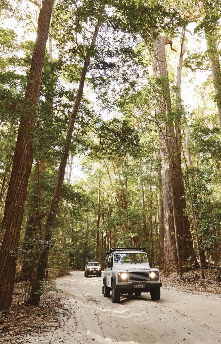 프레이저 아일랜드 열대우림, 퀸즈랜드 © 퀸즈랜드주 관광청