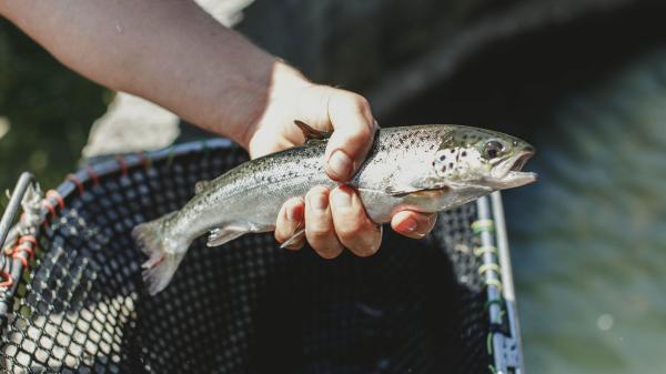 41 사우스 태즈메이니아, 델로레인, 태즈메이니아 © 애덤 깁슨(Adam Gibson)