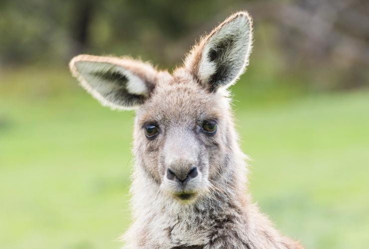 야생동물 관찰, 그램피언스, 빅토리아 © 롭 블랙번 포토그래피