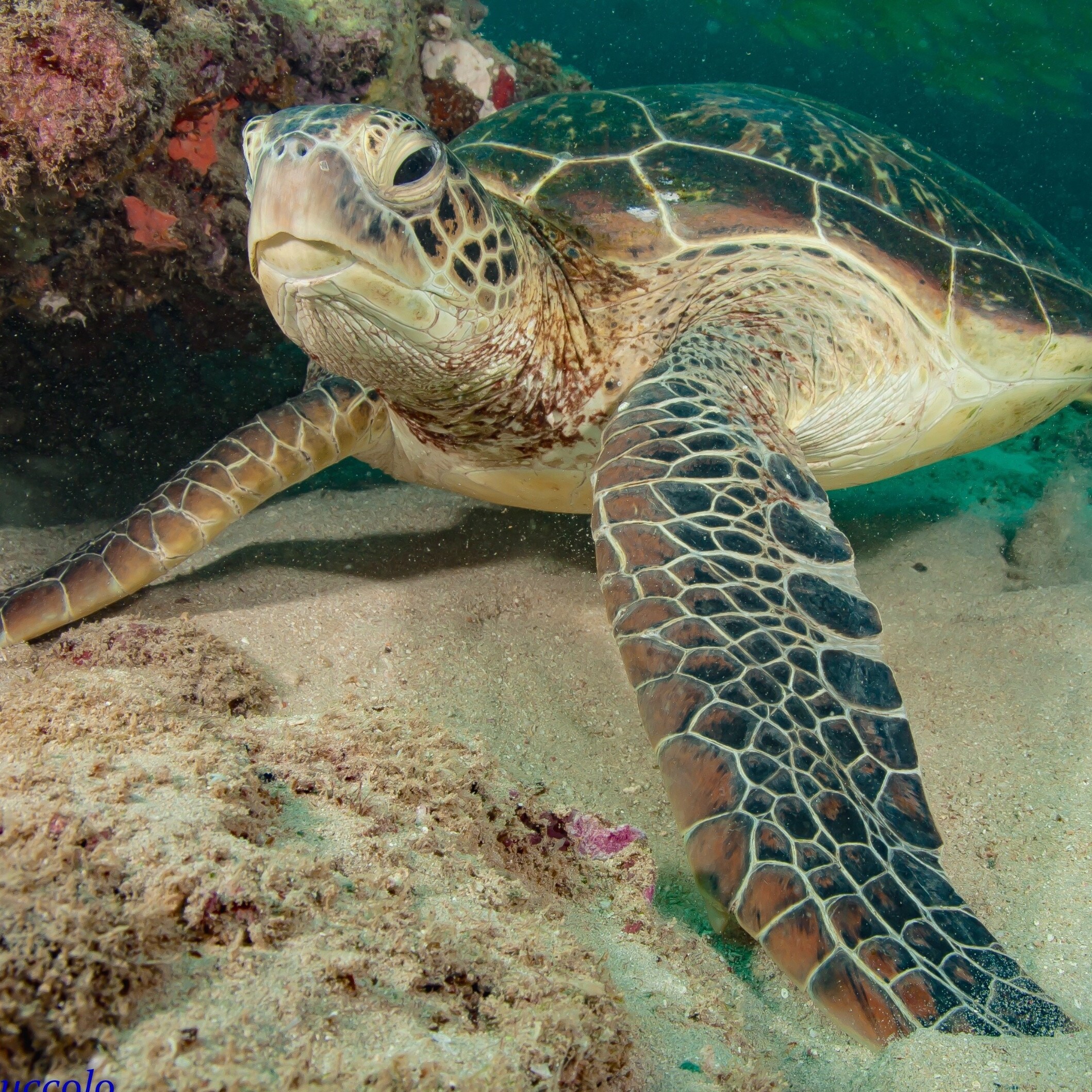 녹색 바다 거북 © 엑스머스 다이브 앤 웨일샥스 닝갈루
