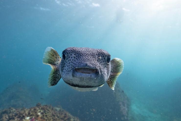 와일드 바이런 씨 사파리즈, 줄리안 록스, 바이런 베이, 뉴사우스웨일스 © 뉴사우스웨일스주 관광청 와일드 바이런 씨 사파리즈, 줄리안 록스, 바이런 베이, 뉴사우스웨일스 © 뉴사우스웨일스주 관광청