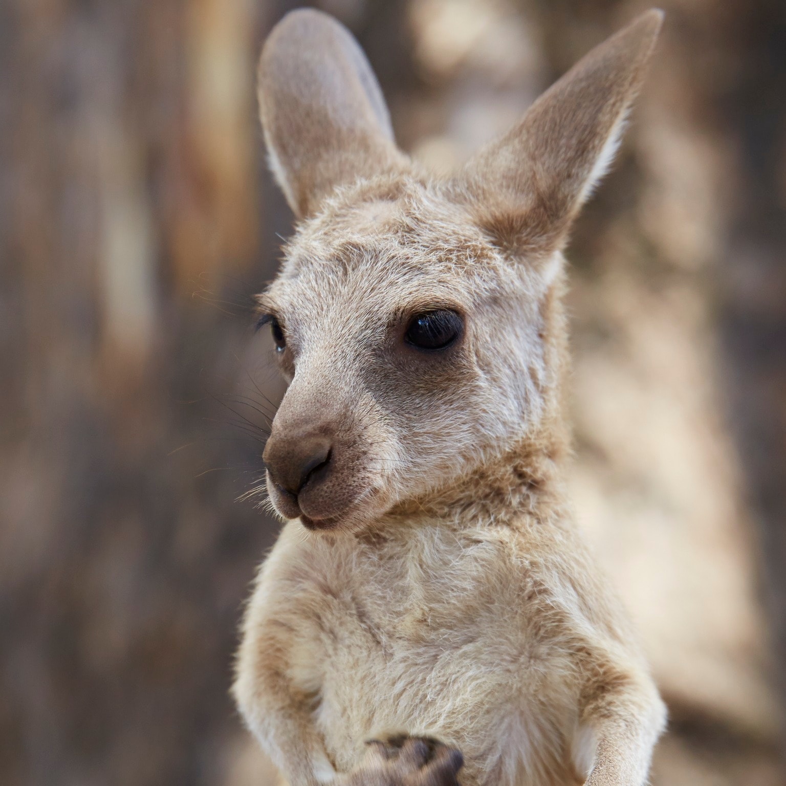 새끼 캥거루, 론 파인 코알라 생추어리, 브리즈번, 퀸즐랜드 © 호주정부관광청