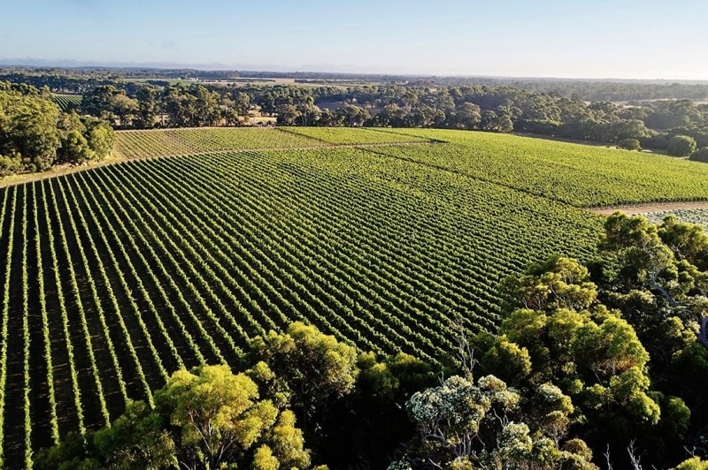 Aerial view over a lush green vineyard, Voyager Estate, Stevens Valley, Margaret River, Western Australia © Tourism Australia