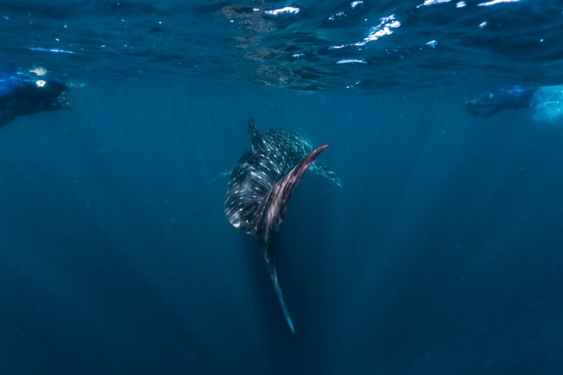 Whale shark swimming at Ningaloo Reef © Tourism Western Australia