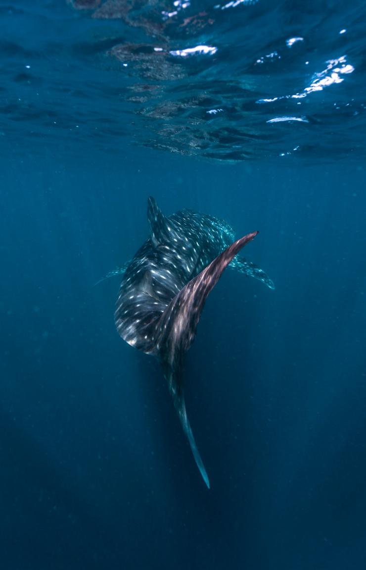 Whale shark swimming at Ningaloo Reef © Tourism Western Australia