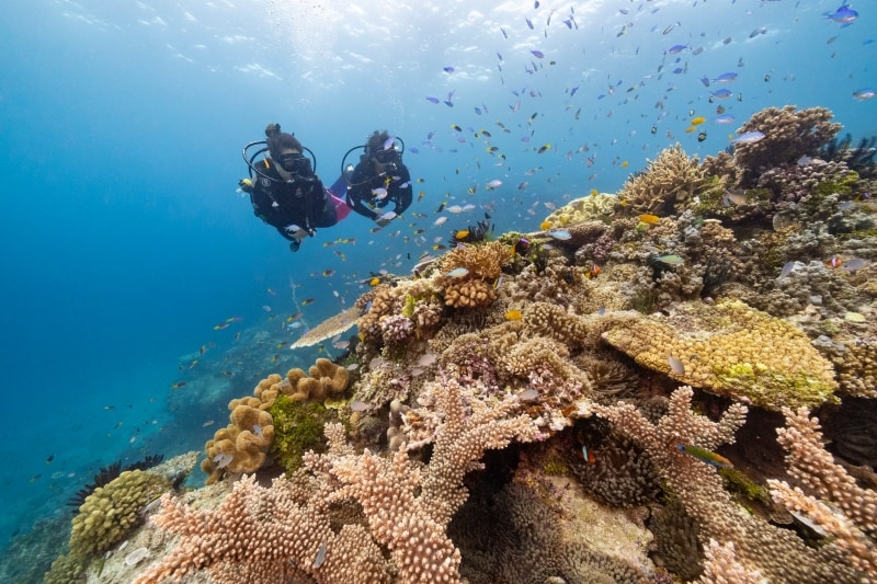 Rạn san hô John Brewer, Rạn san hô Great Barrier, Queensland © Tourism and Events Queensland