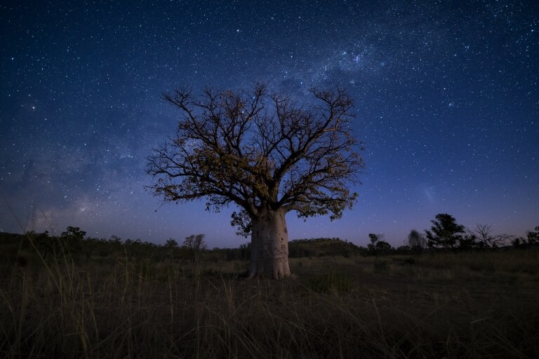 Boab Tree © Australian Geographic