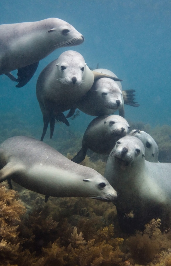 Langton Island, Eyre Peninsula, SA © Jem Cresswell