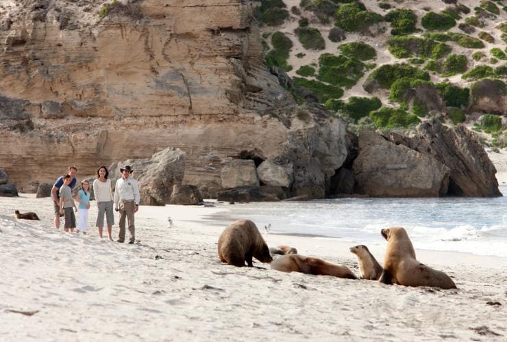 Seal Bay, Kangaroo Island, SA © Tourism Australia