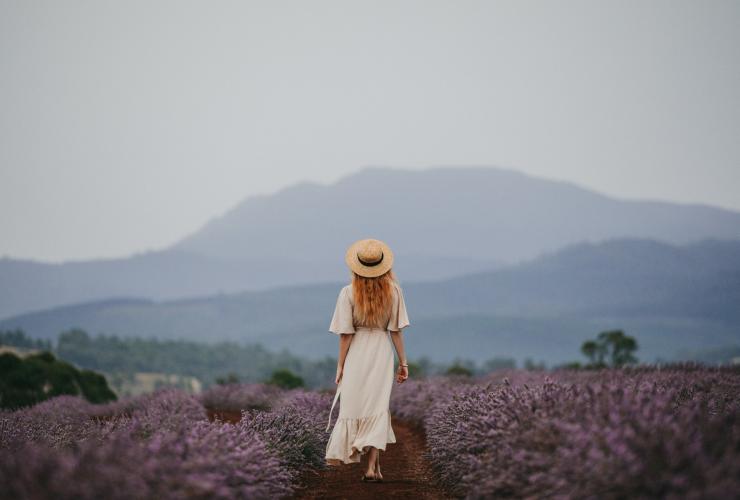 Bridestowe Lavender Estate, outside Launceston, TAS © Jarrad Seng