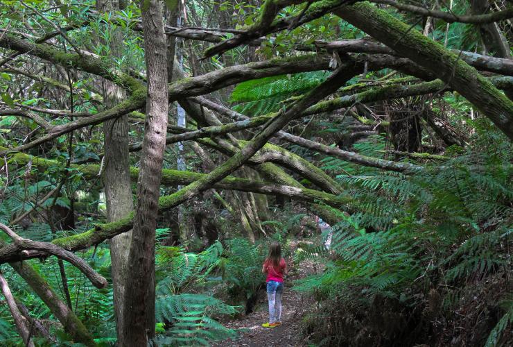 Myrtle Gully Track on Mount Wellington/kunanyi, Tasmania © Tourism Tasmania & Kathryn Leahy