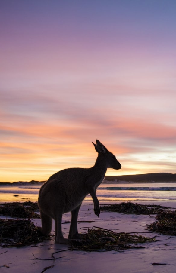 Kangaroo, Lucky Bay, Cape Le Grand National Park, WA © Tourism Western Australia