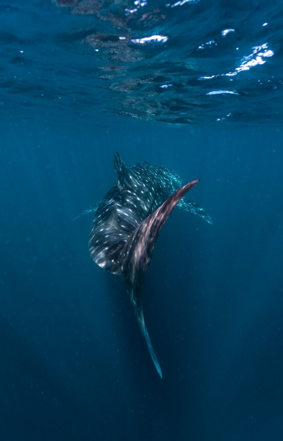 Whale shark swimming at Ningaloo Reef © Tourism Western Australia