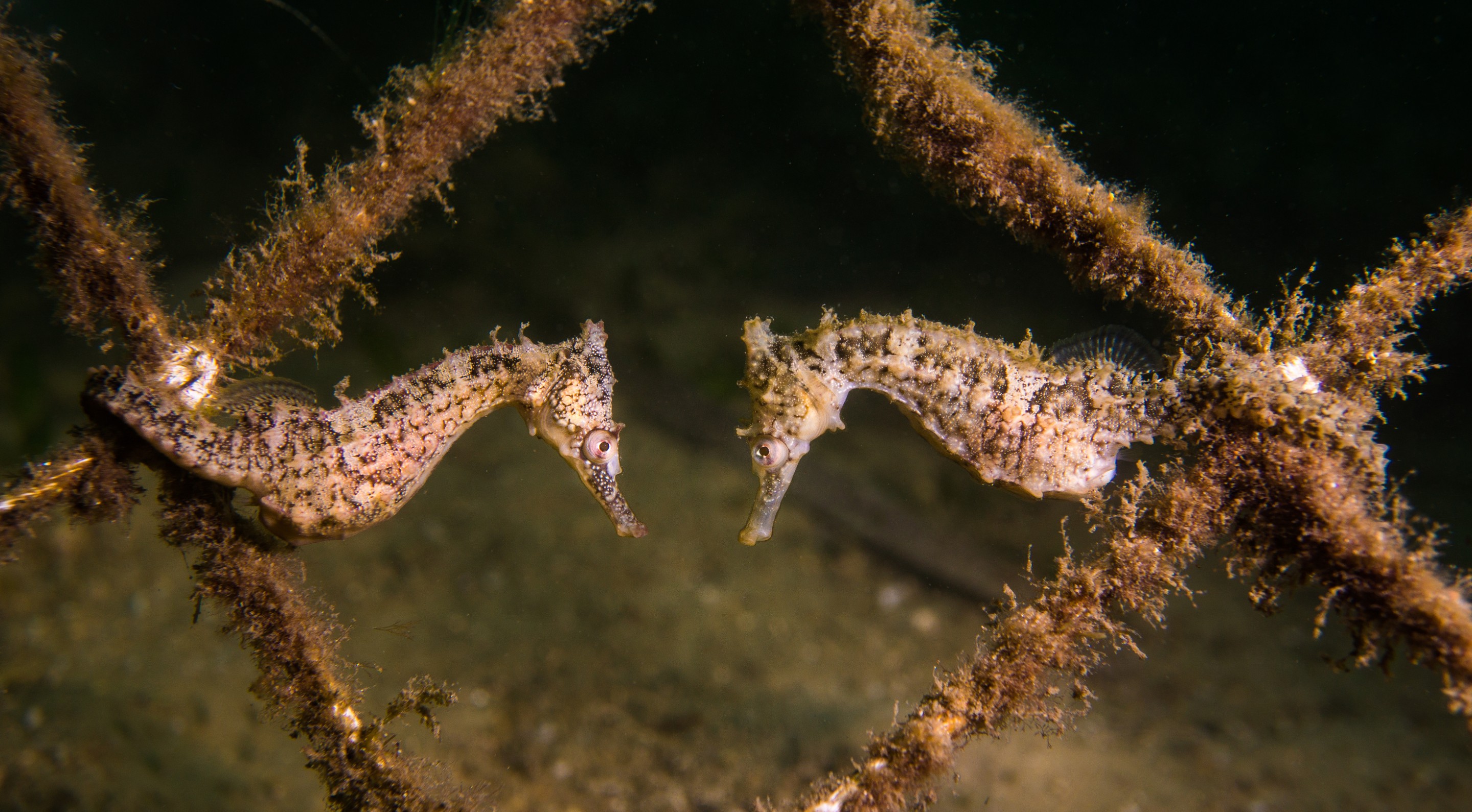 Seahorses at Chowder Bay, NSW © Pete McGee