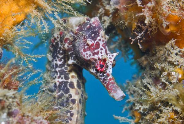 Red Seahorse at Chowder Bay, Sydney © Jayne Jenkins