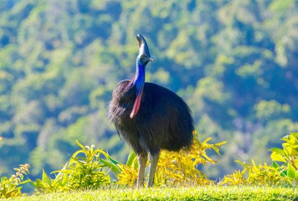Cassowary, FNQ Nature Tours, Daintree, QLD © FNQ Nature Tours