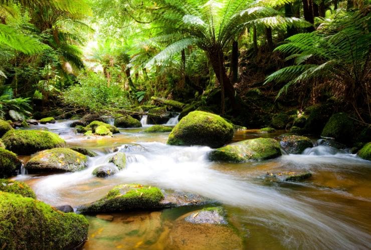 St Columba Falls Walk, TAS © Tourism Tasmania, Andrew McIntosh, Ocean Photography