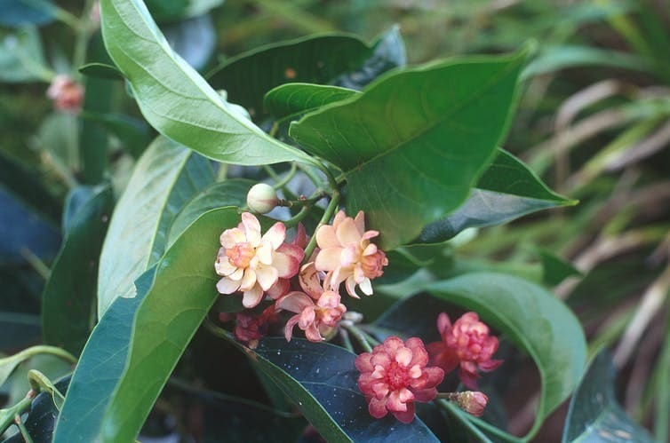 Flowering idiot fruit plant in the Daintree © Wet Tropics Management Authority