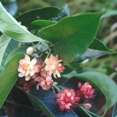 Flowering idiot fruit plant in the Daintree © Wet Tropics Management Authority