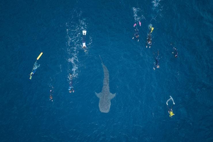 Aerial view over a group of people swimming near a whale shark on the surface of the ocean with Ningaloo Discovery, Ningaloo Reef, Coral Coast, Western Australia © Tourism Australia 