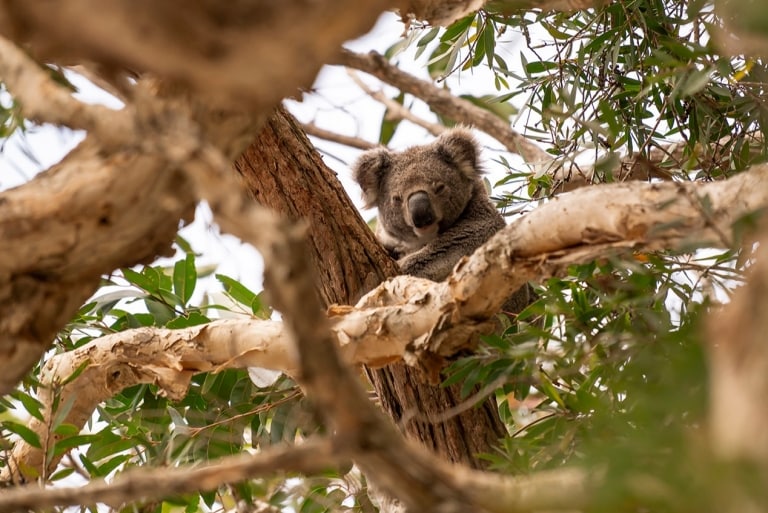 A koala sitting among a network of twisted branches surrounded by leaves in Tilligerry Habitat Reserve, Tanilba Bay, New South Wales © Rob Mulally