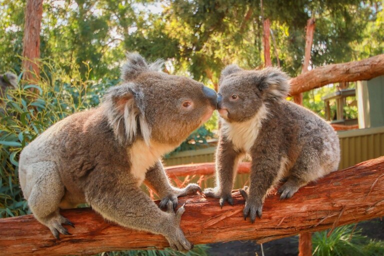 Koalas, Ballarat Wildlife Park, Victoria © Ballarat Wildlife Park