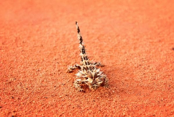 A thorny devil on red dirt at Uluru-Kata Tjuta National Park © Tourism Australia